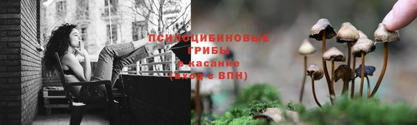 сатива Пересвет